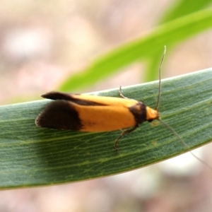 Merocroca automima at Cook, ACT - 5 Oct 2023 09:23 AM