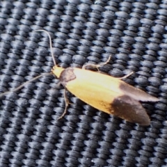 Merocroca automima at Cook, ACT - 5 Oct 2023 09:23 AM