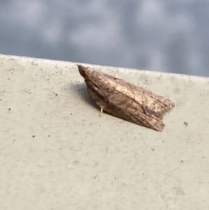 Tortricinae (subfamily) at Aranda, ACT - 10 Oct 2023