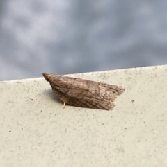 Tortricinae (subfamily) at Aranda, ACT - 10 Oct 2023