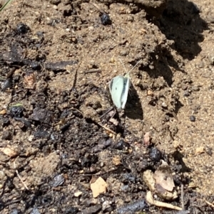 Pieris rapae at Aranda, ACT - 8 Oct 2023