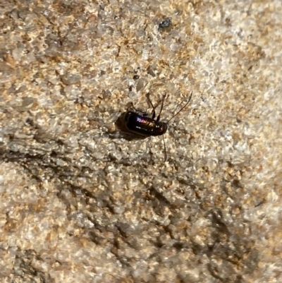 Aporocera sp. (genus) (Unidentified Aporocera leaf beetle) at Aranda, ACT - 7 Oct 2023 by Jubeyjubes