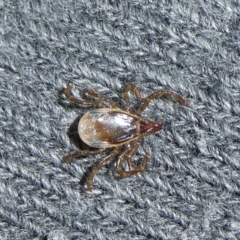 Ixodes sp. (genus) (A hard bodied tick) at Charleys Forest, NSW - 10 Oct 2023 by arjay