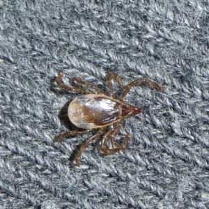Ixodes sp. (genus) at Charleys Forest, NSW - suppressed