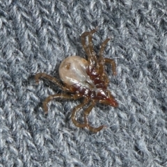 Ixodes sp. (genus) at Charleys Forest, NSW - suppressed
