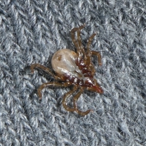 Ixodes sp. (genus) at Charleys Forest, NSW - suppressed