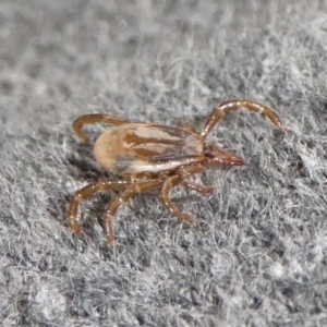 Ixodes sp. (genus) at Charleys Forest, NSW - suppressed