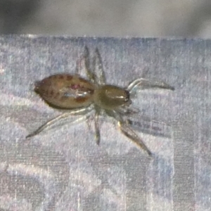 Clubiona sp. (genus) at Charleys Forest, NSW - suppressed