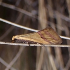 Coeranica isabella (A Concealer moth) at Mount Painter - 7 Oct 2023 by CathB