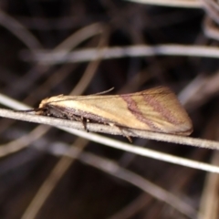 Coeranica isabella at Cook, ACT - 8 Oct 2023 10:15 AM