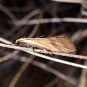 Coeranica isabella at Cook, ACT - 8 Oct 2023 10:15 AM