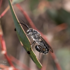 Thynninae (subfamily) at Canberra Central, ACT - 10 Oct 2023 10:44 AM