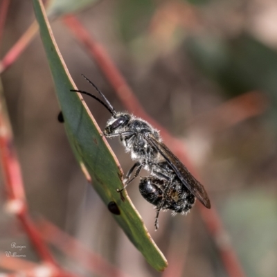 Thynninae (subfamily) (Smooth flower wasp) at Canberra Central, ACT - 10 Oct 2023 by Roger