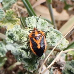 Agonoscelis rutila (Horehound bug) at Mount Painter - 8 Oct 2023 by CathB