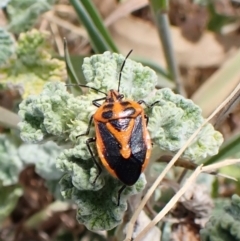 Agonoscelis rutila (Horehound bug) at Belconnen, ACT - 8 Oct 2023 by CathB