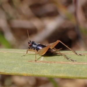Trigonidium sp. (genus) at Mount Painter - 8 Oct 2023 11:35 AM