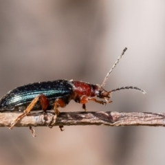 Lepturidea sp. (genus) (Comb-clawed beetle) at Canberra Central, ACT - 9 Oct 2023 by Roger