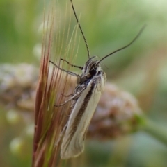 Philobota pilipes (A concealer moth) at Mount Painter - 8 Oct 2023 by CathB