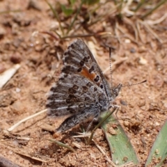 Lucia limbaria (Chequered Copper) at Cook, ACT - 8 Oct 2023 by CathB