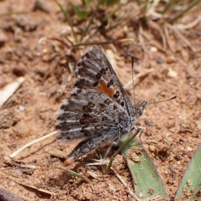Lucia limbaria (Chequered Copper) at Cook, ACT - 8 Oct 2023 by CathB