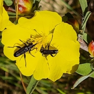 Eleale sp. (genus) at Tuggeranong, ACT - 11 Oct 2023