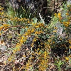 Daviesia mimosoides subsp. mimosoides at Tuggeranong, ACT - 11 Oct 2023 by Mike