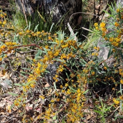 Daviesia mimosoides subsp. mimosoides at Tuggeranong, ACT - 11 Oct 2023 by Mike