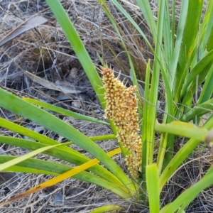 Lomandra longifolia at Tuggeranong, ACT - 11 Oct 2023