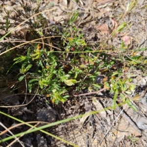 Billardiera scandens at Tuggeranong, ACT - 11 Oct 2023 09:49 AM