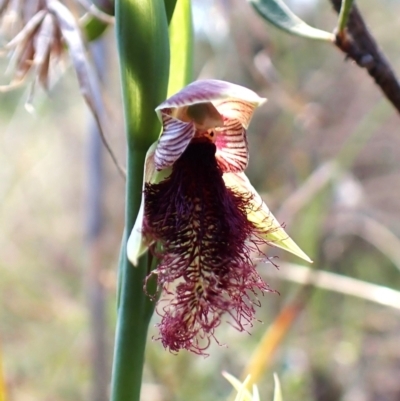 Calochilus platychilus (Purple Beard Orchid) at Belconnen, ACT - 8 Oct 2023 by CathB