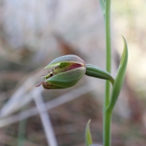 Calochilus montanus at Belconnen, ACT - 8 Oct 2023