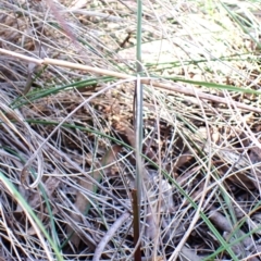 Calochilus montanus at Belconnen, ACT - suppressed