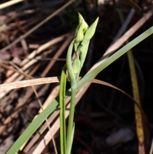 Calochilus montanus at Belconnen, ACT - 8 Oct 2023