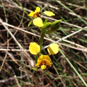 Diuris nigromontana at Belconnen, ACT - suppressed