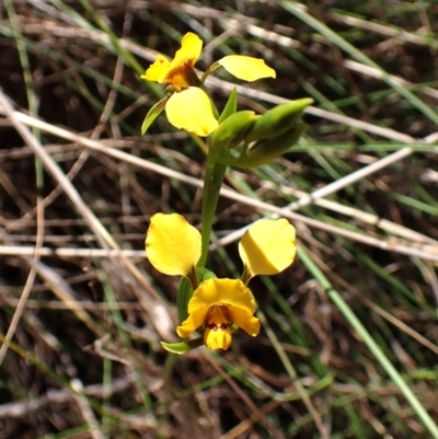 Diuris nigromontana (Black Mountain Leopard Orchid) at Belconnen, ACT - 9 Oct 2023 by CathB