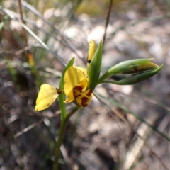 Diuris nigromontana at Belconnen, ACT - 9 Oct 2023