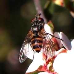 Tachinidae (family) (Unidentified Bristle fly) at Aranda Bushland - 8 Oct 2023 by CathB