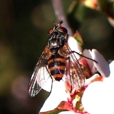 Tachinidae (family) (Unidentified Bristle fly) at Aranda Bushland - 8 Oct 2023 by CathB