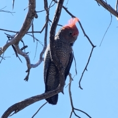 Callocephalon fimbriatum (Gang-gang Cockatoo) at Captains Flat, NSW - 10 Oct 2023 by Csteele4