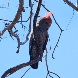 Callocephalon fimbriatum at Captains Flat, NSW - 11 Oct 2023