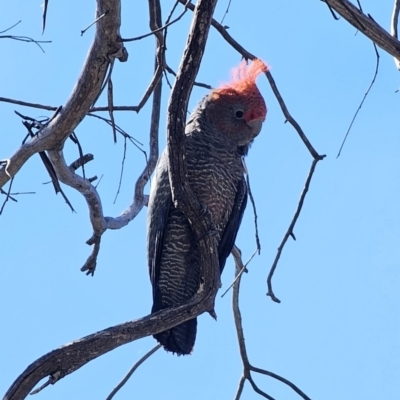 Callocephalon fimbriatum (Gang-gang Cockatoo) at Captains Flat, NSW - 10 Oct 2023 by Csteele4