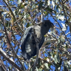 Callocephalon fimbriatum at Captains Flat, NSW - 11 Oct 2023