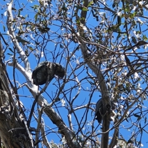 Callocephalon fimbriatum at Captains Flat, NSW - 11 Oct 2023