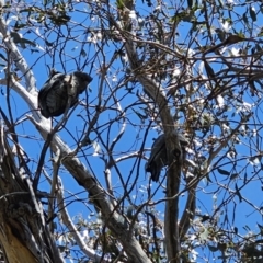 Callocephalon fimbriatum at Captains Flat, NSW - 11 Oct 2023