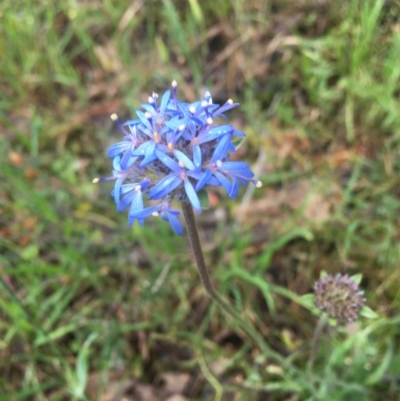 Brunonia australis (Blue Pincushion) at Burra Creek, NSW - 26 Nov 2021 by SuePolsen