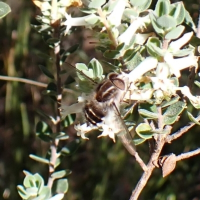 Trichophthalma laetilinea (Tangled Vein Fly) at Aranda Bushland - 9 Oct 2023 by CathB