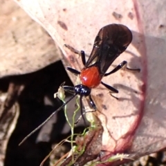 Braconidae (family) (Unidentified braconid wasp) at Belconnen, ACT - 9 Oct 2023 by CathB