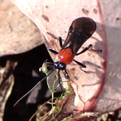 Braconidae (family) (Unidentified braconid wasp) at Aranda Bushland - 9 Oct 2023 by CathB