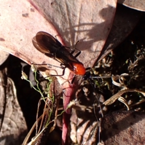 Braconidae (family) at Belconnen, ACT - 9 Oct 2023