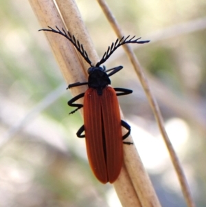 Porrostoma sp. (genus) at Belconnen, ACT - 8 Oct 2023